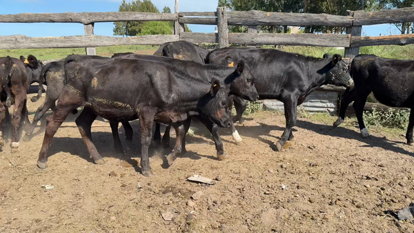 Lote TERNERAS