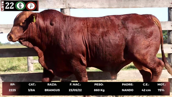 Lote LOTE 22