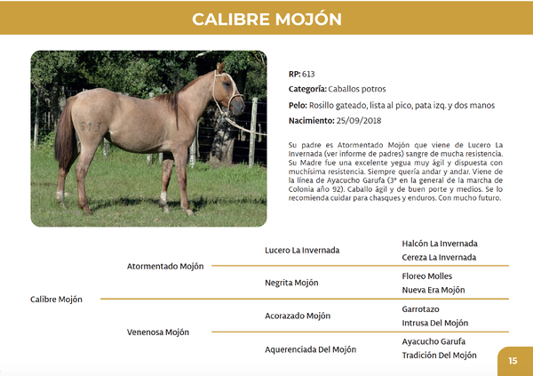 Lote Calibre Mojón (RP 613)