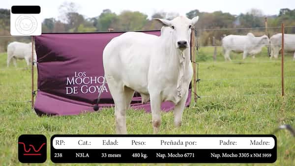 Lote LOTE 21
