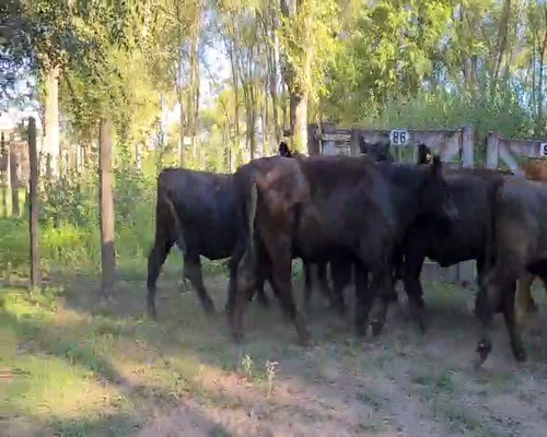 Lote 48 Terneras en Gral. Lamadrid, Buenos Aires