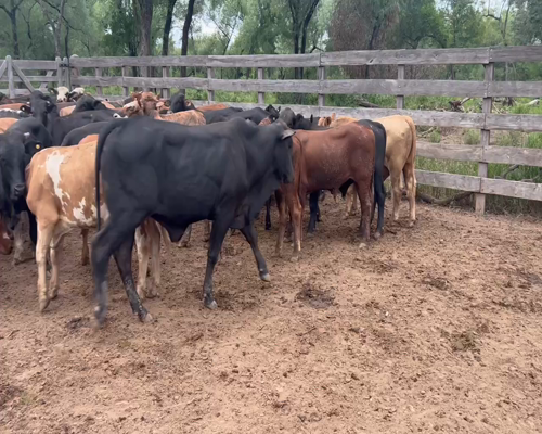 Lote 90 Novillitos en Juan José Castelli, Chaco