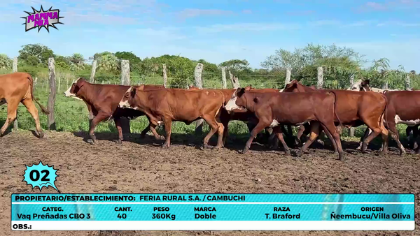 Lote LOTE 2