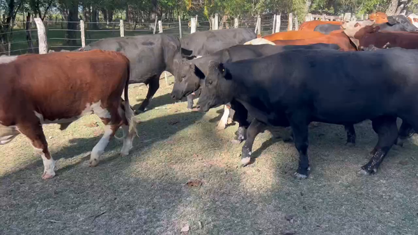 Lote 35 Novillos en Maciá, Entre Ríos