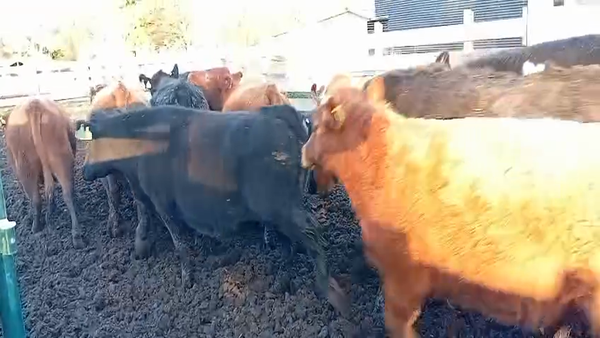 Lote 50 Novillo Engorda en Osorno, X Región Los Lagos