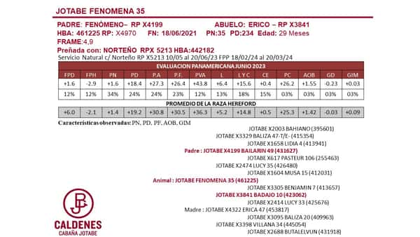 Lote VAQUILLONAS PREÑADAS PURAS DE PEDIGREE POLLED HEREFORD