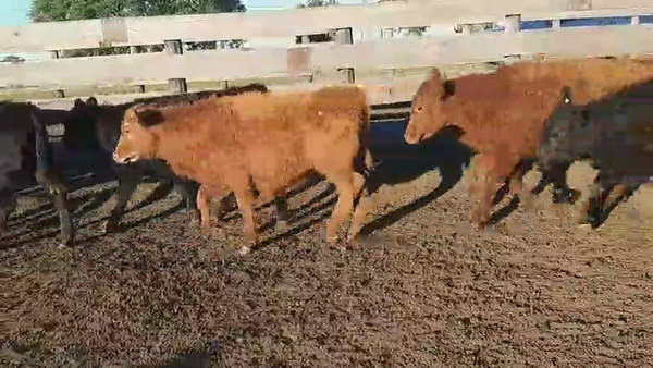 Lote 60 Terneras en Villaguay, Entre Ríos