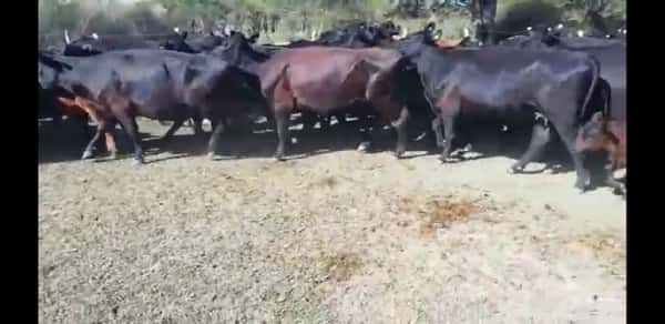Lote 25 Vacas nuevas C/ cria en Villaguay, Entre Ríos