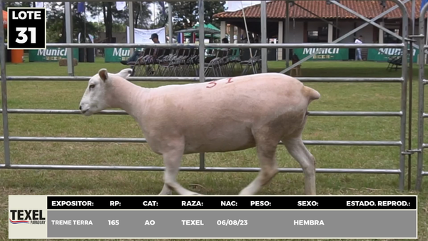 Lote LOTE 31