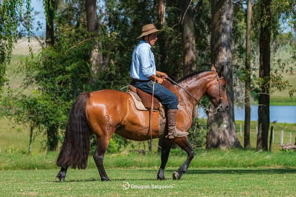 Lote INVICTA DE LA COLINA