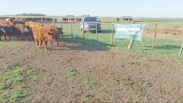 Lote 70 Terneros en Arboledas