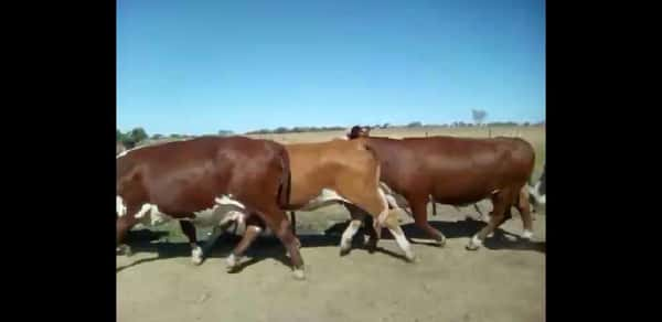 Lote 47 Vacas nuevas Preñadas en Curuzú-Cuatiá, Corrientes