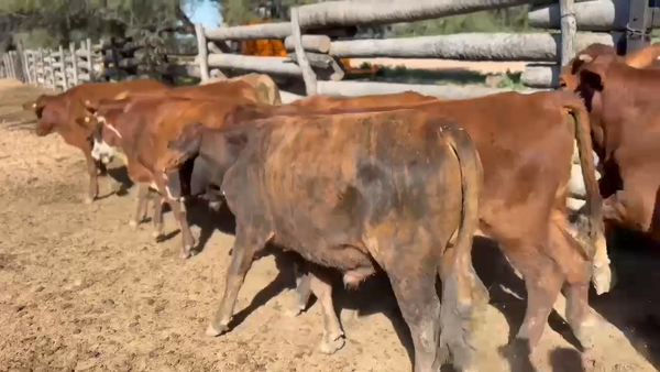 Lote 200 Novillitos en Formosa, Estanislao Del Campo