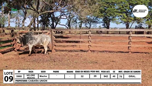 Lote Lote 9
