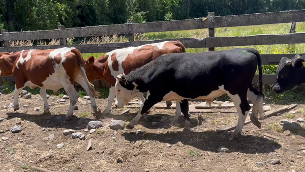 Lote 20 Novillo Engorda en Puyehue,  X Región Los Lagos