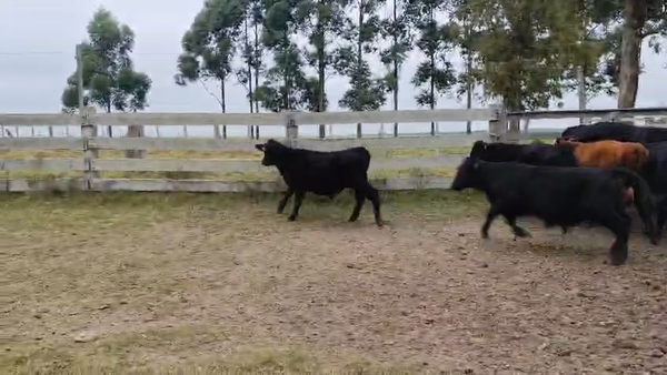 Lote 40 Terneros