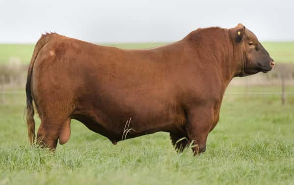 Lote TORO DE PEDIGREE