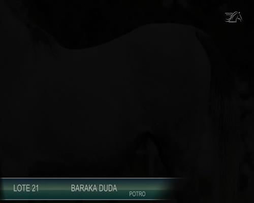 Lote BARAKA DUDA