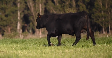 Lote Toro Angus