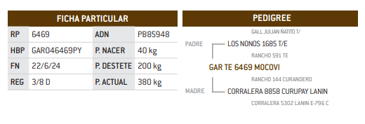 Lote LOTE 37