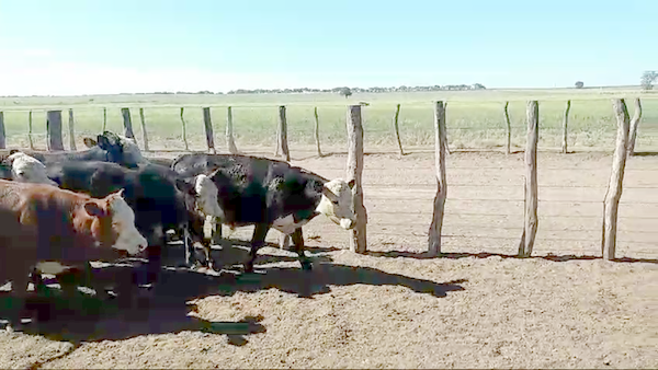 Lote 50 Terneros en Trenel