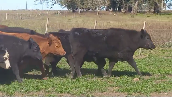 Lote 70 Terneros en Buenos Aires, Las Flores