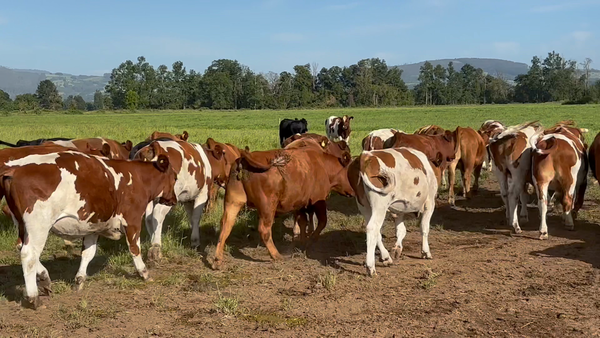 Lote 34 Novillo Engorda en Paillaco, XIV Región Los Ríos