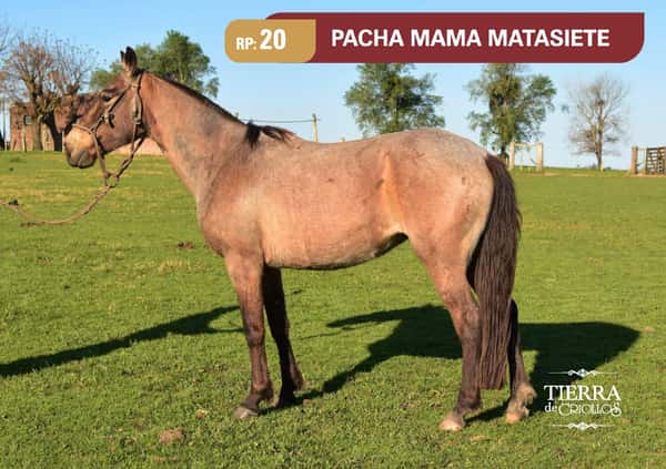 Lote RP 20 - PACHAMAMA MATASIETE - RINCON DE LOS MATREROS