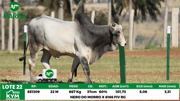 Lote Lote 22