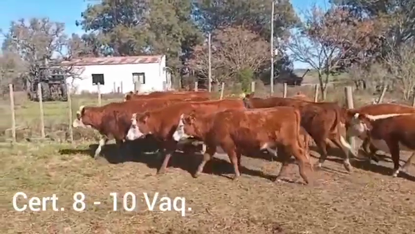 Lote VAQUILLONAS