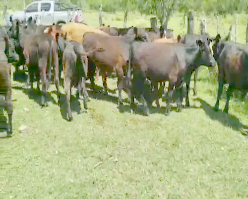 Lote 30 Terneros/as en Villaguay, Entre Ríos