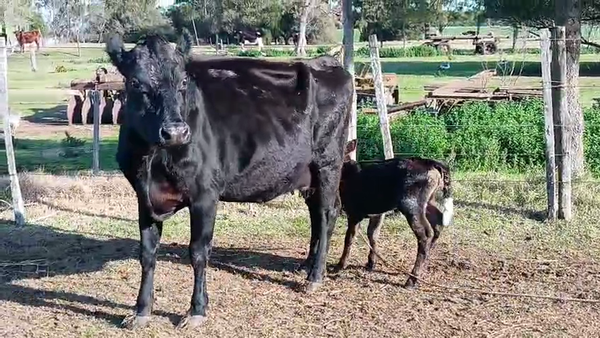Lote Vaca a remate en Pantalla Camy, San José