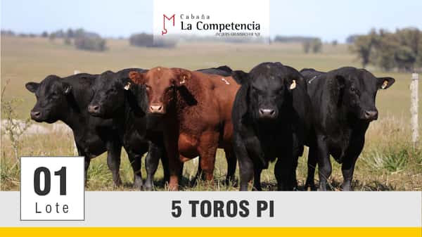 Lote (Vendido)Toros a remate en Subasta Toros de La Competencia, Montevideo