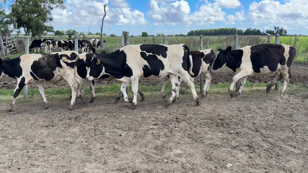 Lote TERNEROS