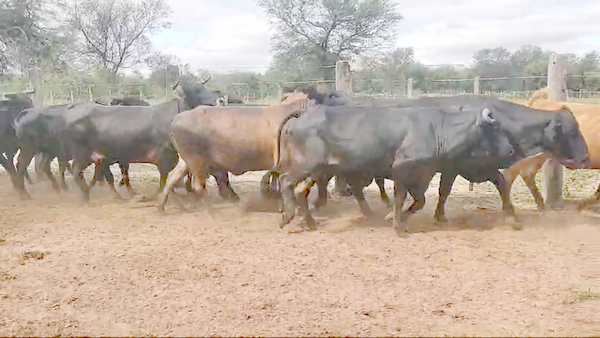 Lote 35 Vacas de invernar en Campo Gallo, Santiago del Estero