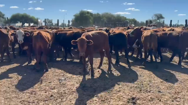 Lote 200 Novillitos en Formosa, Estanislao Del Campo