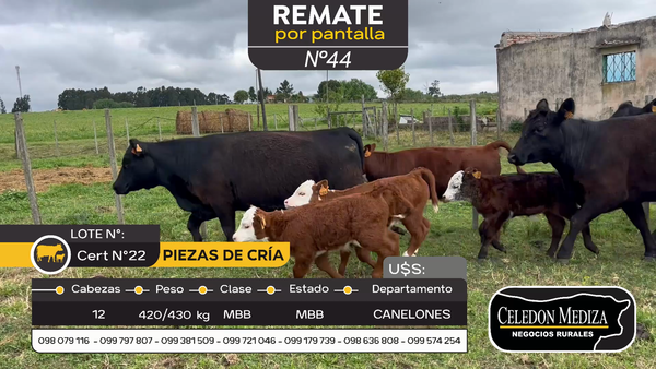 Lote 12 Piezas de cría en Canelones