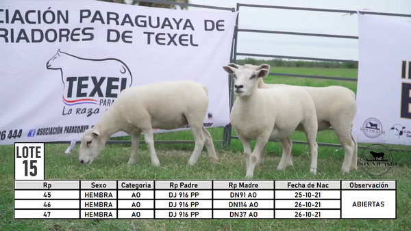 Lote LOTE 15