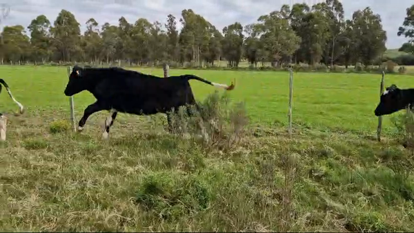 Lote Pony Tobiano (Blanco) a remate en Pantalla Camy  en Santa Lucia