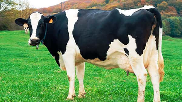 Lote 1 Corderos en Artigas, Cuaró
