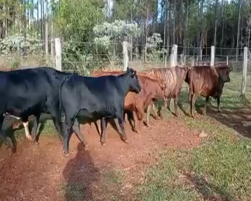 Lote 156 Vacas de invernar en Virasoro, Corrientes