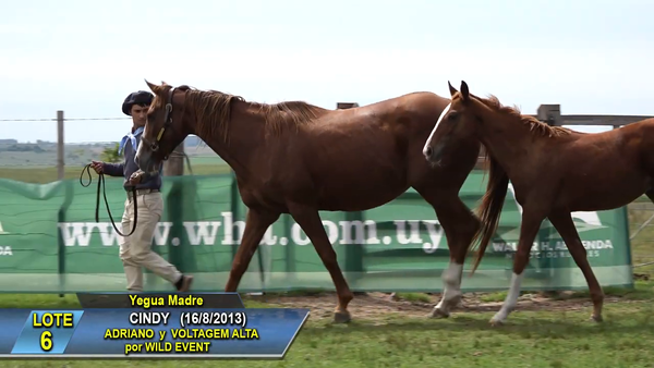 Lote Cindy