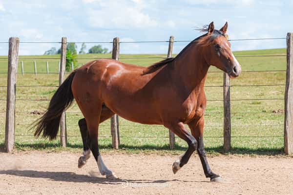 Lote TORMENTA LEVE 602 DE LA CASILLA