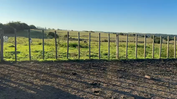 Lote NOVILLOS 1 a 2 AÑOS