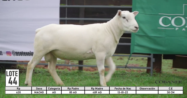 Lote LOTE 44