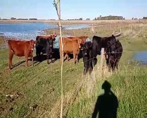 Lote 10 Terneras en Daireaux, Buenos Aires