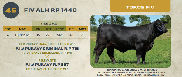 Lote LOTE 45