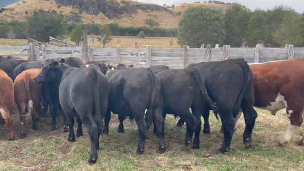 Lote 51 Novillo Engorda en XI Región Aysén, Coyhaique