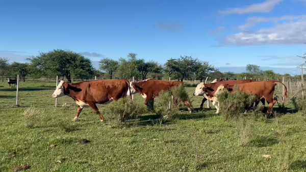 Lote 8 Novillos