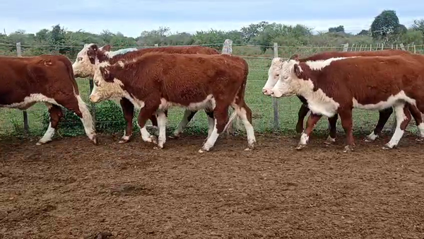 Lote 6 Vaquillonas